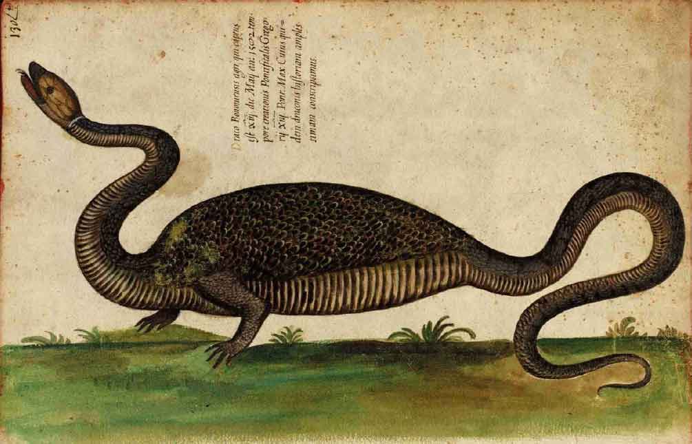 Draco bononiensis di Aldrovandi - Serpentum et draconum historiae - 1639