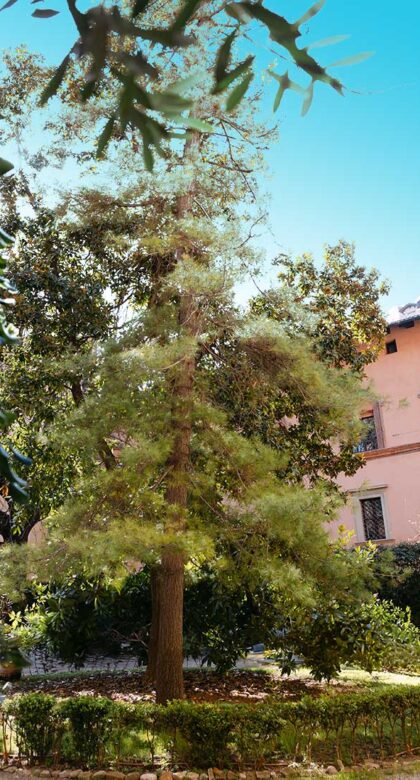 palazzo boncompagni giardino dettaglio