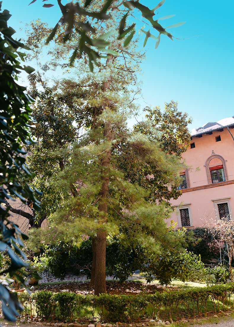 palazzo boncompagni giardino dettaglio