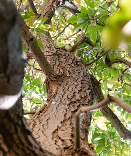 palazzo boncompagni giardino dettaglio