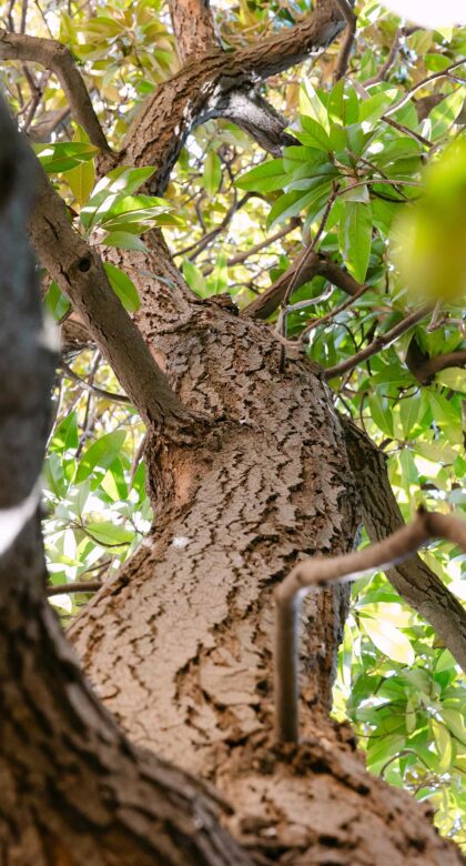 palazzo boncompagni giardino dettaglio