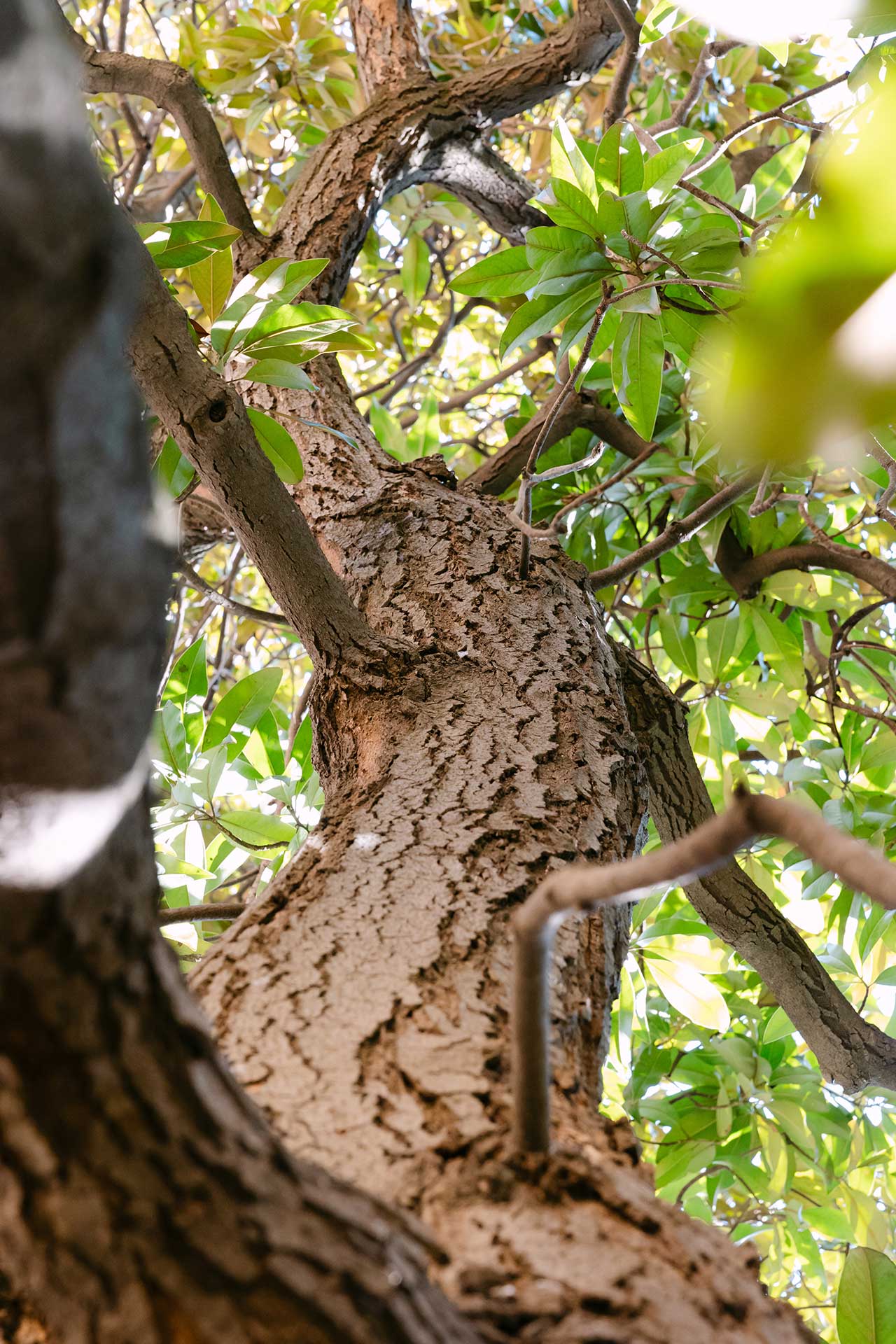 palazzo boncompagni giardino dettaglio